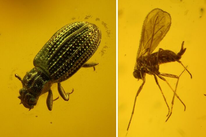 Detailed Fossil Flies, Beetle and Wasp in Baltic Amber #166225